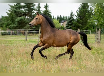 Caballo de deporte alemán, Yegua, 6 años, 170 cm, Buckskin/Bayo