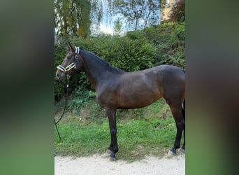 Caballo de deporte alemán, Yegua, 6 años, 170 cm, Castaño