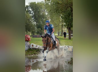 Caballo de deporte alemán, Yegua, 6 años, 170 cm, Castaño