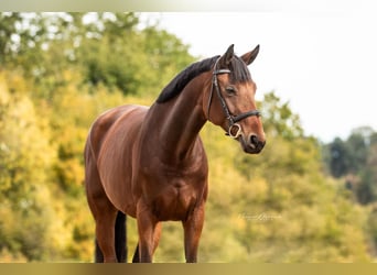 Caballo de deporte alemán, Yegua, 6 años, 170 cm, Castaño