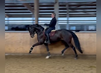 Caballo de deporte alemán, Yegua, 6 años, 170 cm, Castaño