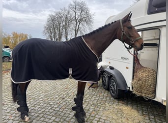 Caballo de deporte alemán, Yegua, 6 años, 170 cm, Castaño