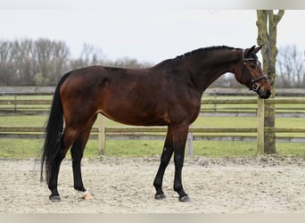 Caballo de deporte alemán, Yegua, 6 años, 170 cm, Castaño