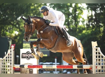 Caballo de deporte alemán, Yegua, 6 años, 170 cm, Castaño