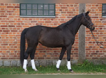 Caballo de deporte alemán, Yegua, 6 años, 170 cm, Castaño oscuro