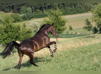 Caballo de deporte alemán, Yegua, 6 años, 170 cm, Castaño oscuro