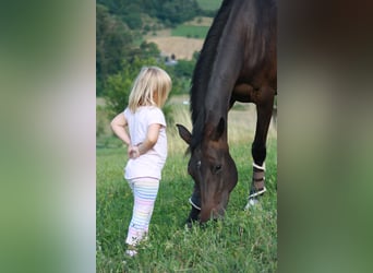 Caballo de deporte alemán, Yegua, 6 años, 170 cm, Castaño oscuro