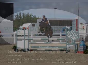 Caballo de deporte alemán, Yegua, 6 años, 170 cm, Castaño oscuro