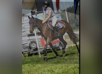 Caballo de deporte alemán, Yegua, 6 años, 170 cm, Castaño oscuro