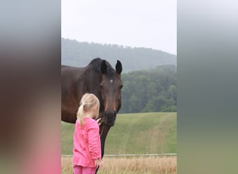 Caballo de deporte alemán, Yegua, 6 años, 170 cm, Castaño oscuro