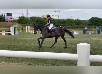 Caballo de deporte alemán, Yegua, 6 años, 170 cm, Castaño oscuro