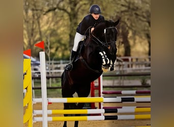 Caballo de deporte alemán, Yegua, 6 años, 170 cm, Morcillo