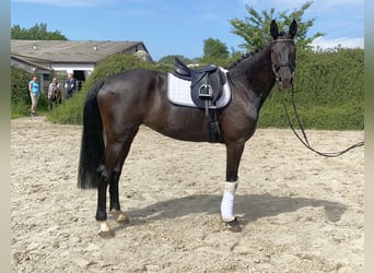 Caballo de deporte alemán, Yegua, 6 años, 170 cm, Negro