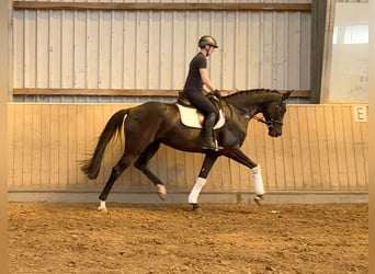 Caballo de deporte alemán, Yegua, 6 años, 170 cm, Negro