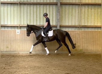 Caballo de deporte alemán, Yegua, 6 años, 170 cm, Negro