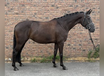 Caballo de deporte alemán, Yegua, 6 años, 170 cm, Negro