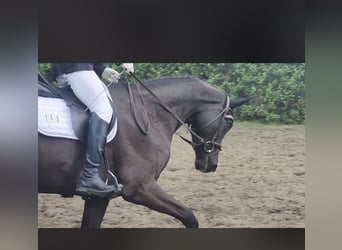 Caballo de deporte alemán, Yegua, 6 años, 170 cm, Negro