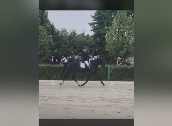 Caballo de deporte alemán, Yegua, 6 años, 170 cm, Negro