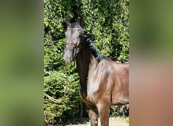 Caballo de deporte alemán, Yegua, 6 años, 170 cm, Negro