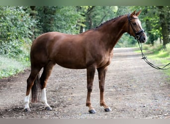 Caballo de deporte alemán, Yegua, 6 años, 171 cm, Alazán