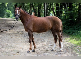 Caballo de deporte alemán, Yegua, 6 años, 171 cm, Alazán