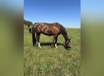 Caballo de deporte alemán, Yegua, 6 años, 171 cm, Alazán-tostado