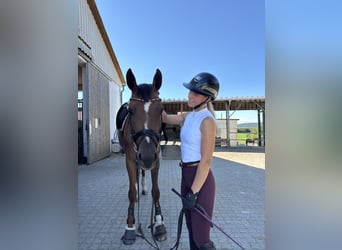 Caballo de deporte alemán, Yegua, 6 años, 171 cm, Alazán-tostado