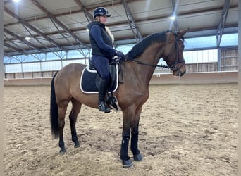 Caballo de deporte alemán, Yegua, 6 años, 171 cm, Castaño