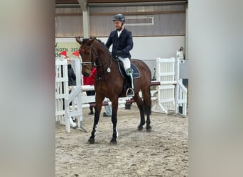 Caballo de deporte alemán, Yegua, 6 años, 171 cm, Castaño