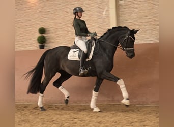 Caballo de deporte alemán, Yegua, 6 años, 171 cm, Negro