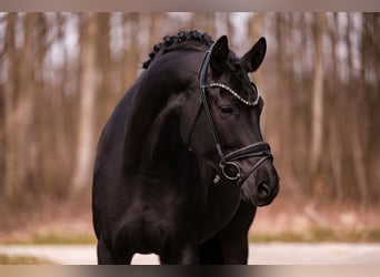 Caballo de deporte alemán, Yegua, 6 años, 171 cm, Negro