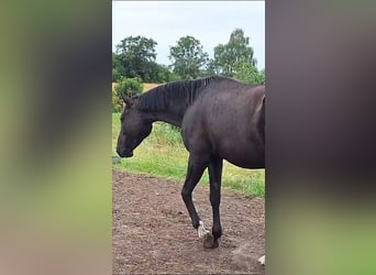 Caballo de deporte alemán, Yegua, 6 años, 171 cm, Negro