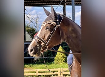 Caballo de deporte alemán, Yegua, 6 años, 172 cm, Alazán-tostado