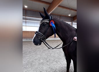 Caballo de deporte alemán, Yegua, 6 años, 172 cm, Alazán-tostado