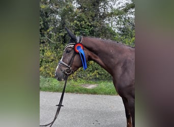 Caballo de deporte alemán, Yegua, 6 años, 172 cm, Alazán-tostado
