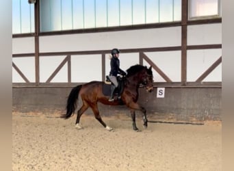 Caballo de deporte alemán, Yegua, 6 años, 172 cm, Castaño