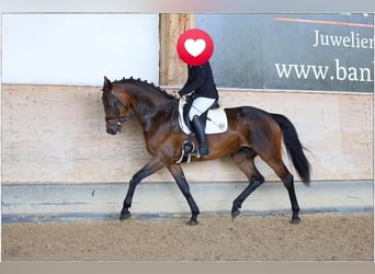 Caballo de deporte alemán, Yegua, 6 años, 172 cm, Castaño oscuro