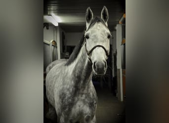 Caballo de deporte alemán, Yegua, 6 años, 172 cm, Tordo rodado