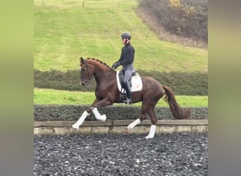 Caballo de deporte alemán, Yegua, 6 años, 173 cm, Alazán-tostado