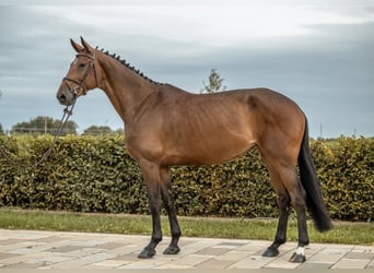 Caballo de deporte alemán, Yegua, 6 años, 173 cm, Castaño