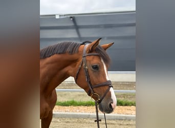 Caballo de deporte alemán, Yegua, 6 años, 173 cm, Castaño