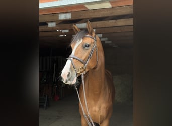 Caballo de deporte alemán, Yegua, 6 años, 173 cm, Castaño