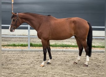 Caballo de deporte alemán, Yegua, 6 años, 173 cm, Castaño