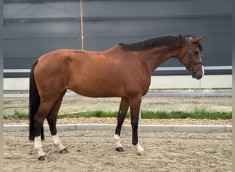 Caballo de deporte alemán, Yegua, 6 años, 173 cm, Castaño