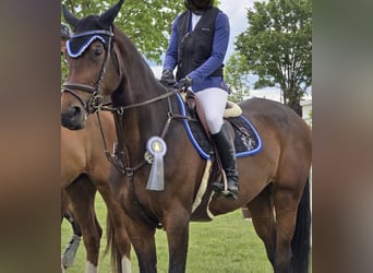 Caballo de deporte alemán, Yegua, 6 años, 173 cm, Castaño oscuro