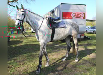 Caballo de deporte alemán, Yegua, 6 años, 173 cm, Tordo