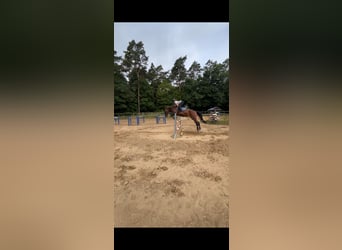 Caballo de deporte alemán, Yegua, 6 años, 175 cm, Castaño