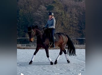 Caballo de deporte alemán, Yegua, 6 años, 175 cm, Morcillo