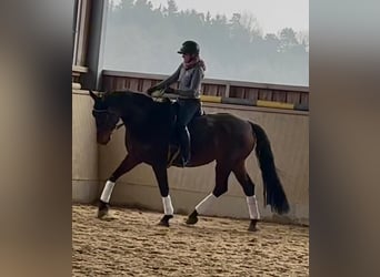 Caballo de deporte alemán, Yegua, 6 años, 175 cm, Morcillo