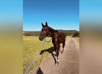 Caballo de deporte alemán, Yegua, 6 años, 175 cm, Morcillo